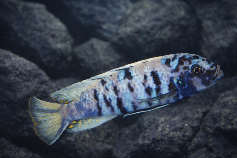 Maylandia tarakiki 'Mbamba Bay'